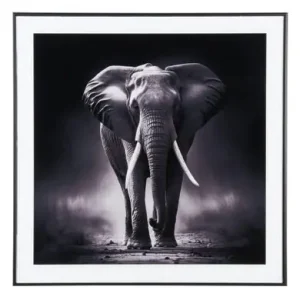Pt Fotolijst Photo Art - Olifant - Zwart Wit - 50x50x2cm Betaalbaar